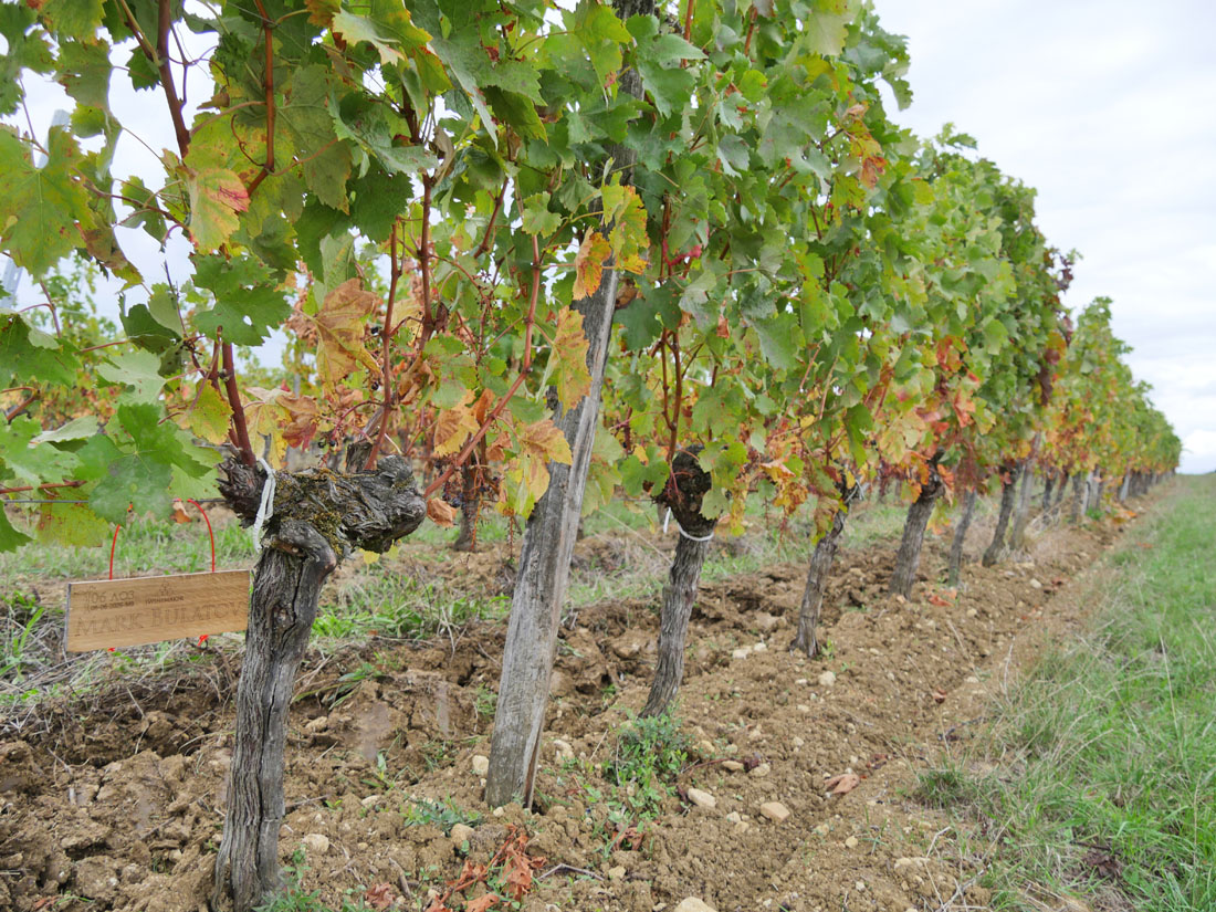 Виноградник на урожай